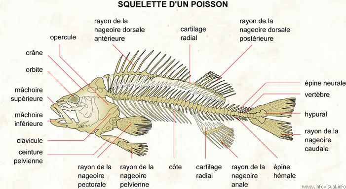 Squelette d'un poisson